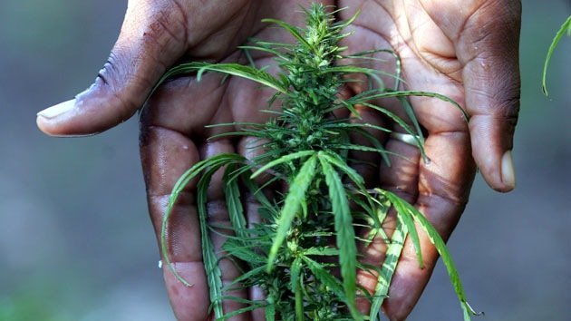 Curación de la nación: cómo sacar provecho económico a la legalización de la marihuana