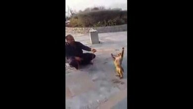 Un mono entrenado para la vida militar