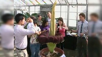 La única 'flor cadáver' se abre en EE. UU.