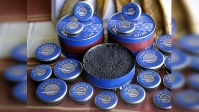 Los esturiones rusos, en peligro por la pesca ilegal