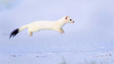 Las mejores fotos de naturaleza salvaje de 2013