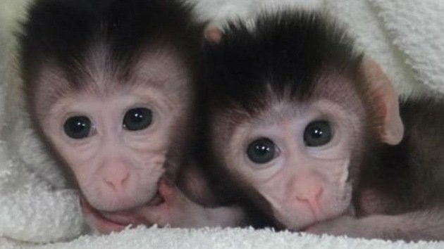 En China nacen monos OGM, los humanos podrían ser los siguientes