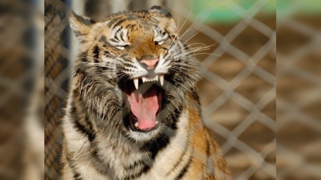 Ocho tigres y una leona resultaron muertos de paso a un circo siberiano