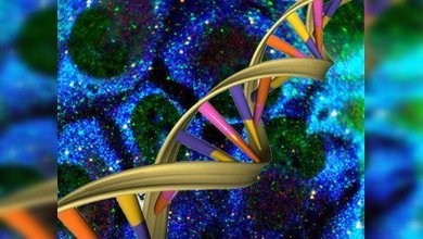 El análisis genético ayudará al diagnóstico preciso del cáncer de próstata