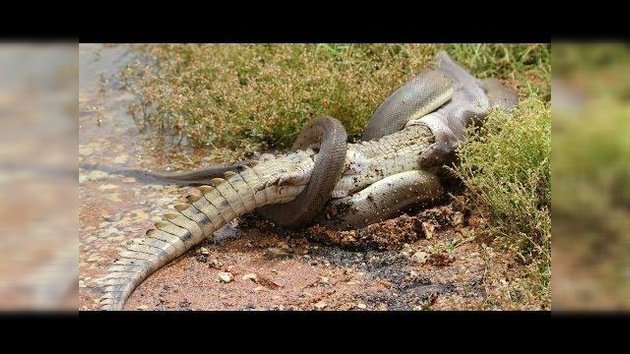 Una serpiente pitón devora a un cocodrilo entero en Australia