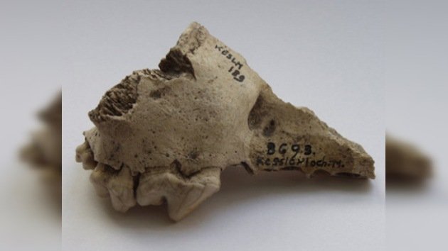 Los restos del perro doméstico más antiguo, hallados en Suiza hace 125 años