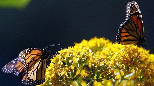 Los transgénicos 'destronan' a las mariposas Monarca y amenazan su migración a México