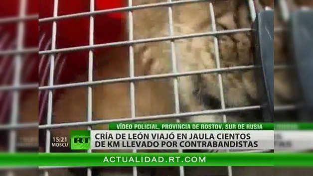 En las 'garras' del tráfico de animales: Odisea rusa de un bebé león