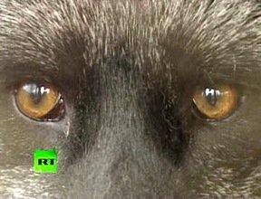 KOMI : TIERRA DE PIELES