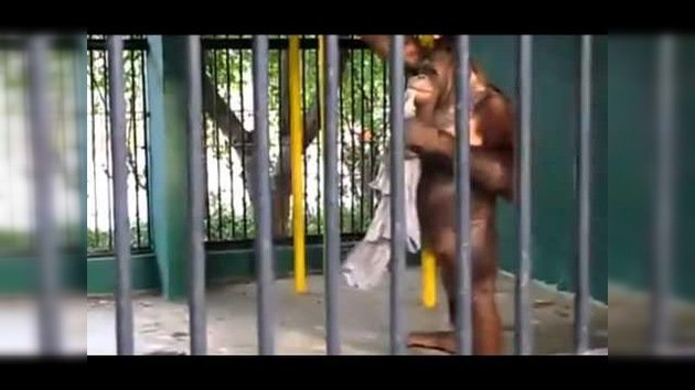 ¿Quién es el orangután y quién el humano?
