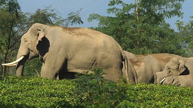 Un tren arrolla un elefante y su manada acude a diario para recordarlo y vengarse