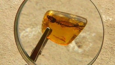 Foto: Una lagartija conservada 23 millones de años en ámbar, bajo la lupa de la ciencia