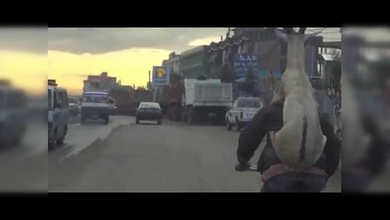 Filman a una cabra montada en un hombre montado en una bicicleta en Etiopía