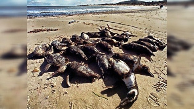 Hallan numerosos animales muertos en playas de Uruguay