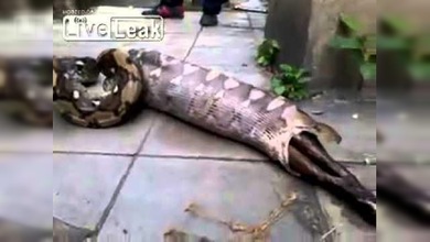 FUERTES IMÁGENES: Una pitón se traga un perro y luego lo regurgita