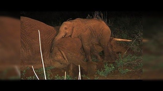 Una cría de elefante huérfana se niega a abandonar a su madre muerta