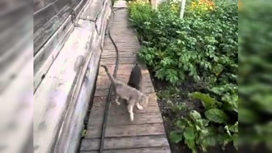 Perro-taxi para gatos