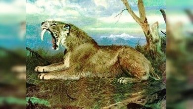 Descubren cómo mataban los tigres dientes de sable a sus presas