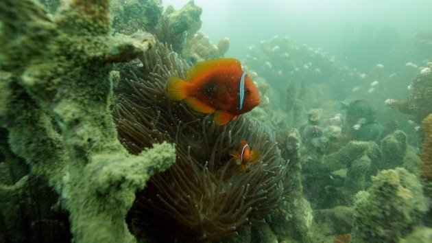 Descubren 'invisible' arrecife de coral único en las aguas costeras de Irak