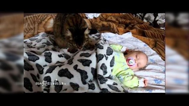 Una gata duerme a un bebé en un abrir y cerrar de ojos