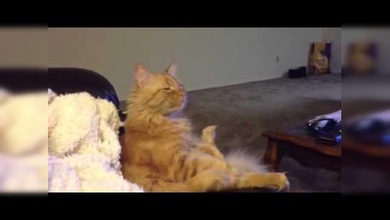 Dave, un gato apasionado del hockey
