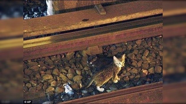 El metro de Nueva York, dos horas parado por unos gatitos