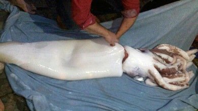 Calamar 'de gran calado': 9 metros y 80 kilos