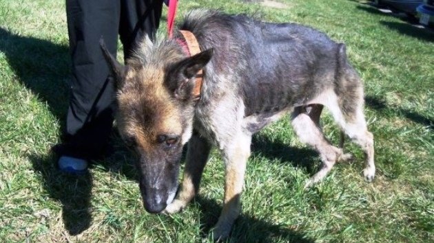 Rescatan a un perro que estuvo encadenado a un árbol durante cuatro años por su dueño