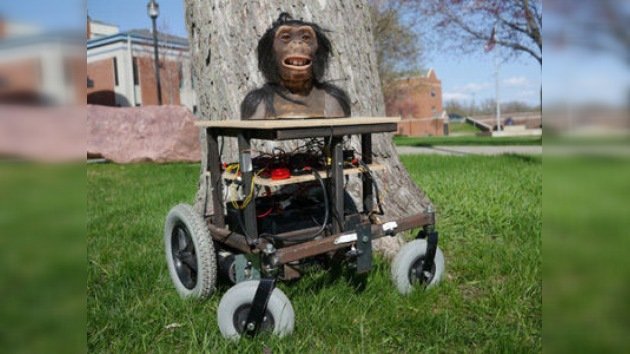 Crean un robot que ayudará a establecer una comunicación entre hombres y monos