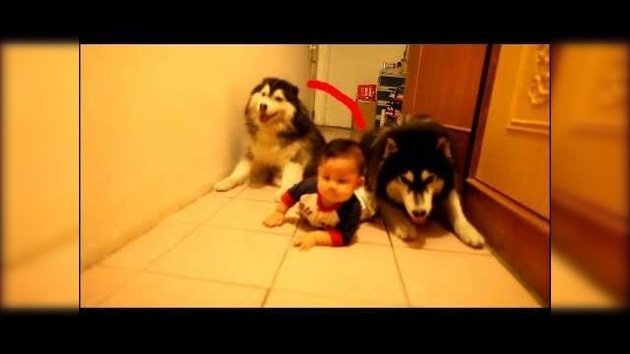 Dos perritos imitan a un bebé que aprende a gatear