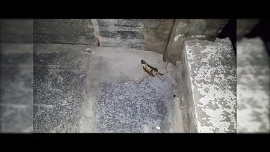 Una serpiente pierde la oportunidad de merendarse un lagarto