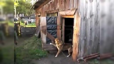 Un perro se esconde en una caseta y cierra la puerta para evitar que lo bañen