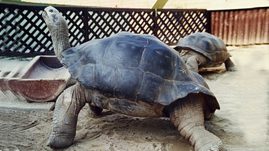 Ni los afrodisiacos logran salvar la unión animal más duradera del mundo