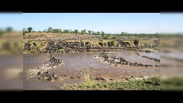Migración de un millón y medio de ñus de Kenia a Tanzania... en solo un minuto