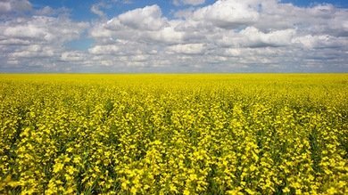Cizaña transgénica: Dos agricultores de Australia van a juicio por culpa de los OMG