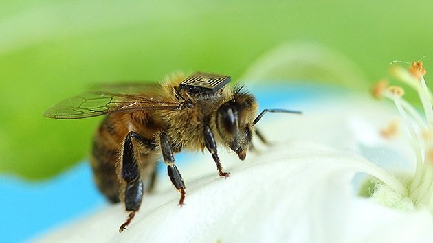 Sensores instalados en abejas explican su no extinción