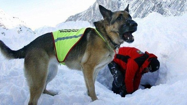 Perro cuida 23 días el cuerpo congelado de su dueño que murió en un temporal en Argentina