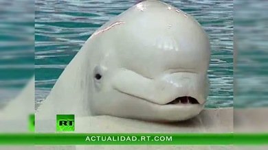 DELFINES : AMIGOS DEL MAR