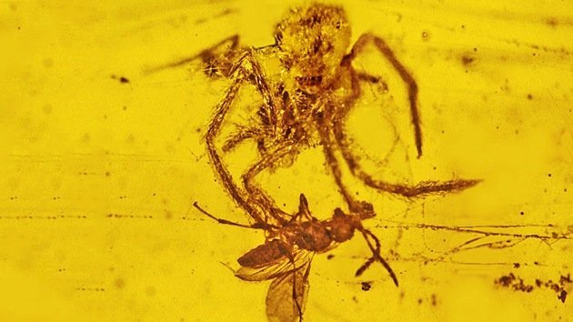 Emboscada mortal de hace 100 millones de años atrapada en ámbar: la araña vs avispa