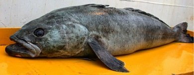 Los animales más amenazados por el tráfico ilegal en Latinoamérica