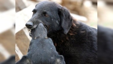 Matanza masiva de animales en Kiev en vísperas de la Eurocopa 2012