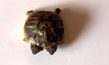 Nace una tortuga de dos cabezas en Dinamarca