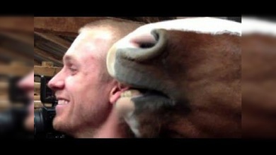 Un caballo muerde al camarógrafo y deja en evidencia a su dueño