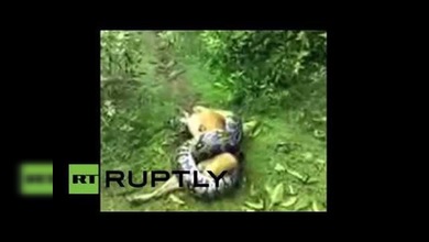 India: Un perro sobrevive al ataque de una pitón