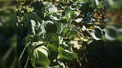 Se inaugura el festival de la col