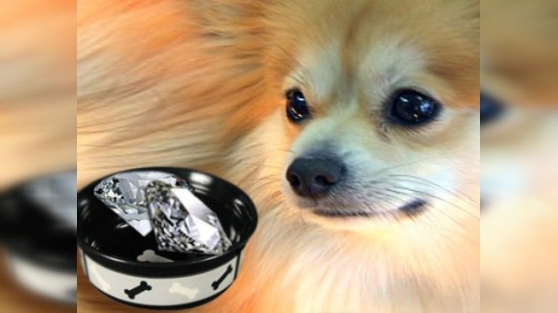 Un perrito "almuerza" diamantes por valor de 10.000 dólares