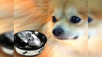 Un perrito "almuerza" diamantes por valor de 10.000 dólares