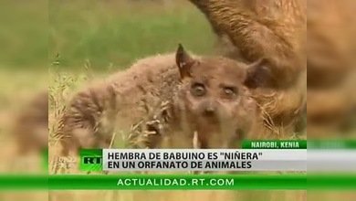 Hembra de babuino hace de 'niñera' en un centro de recuperación de animales