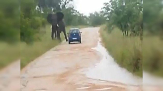 Un elefante embistió un auto e hirió a una turista
