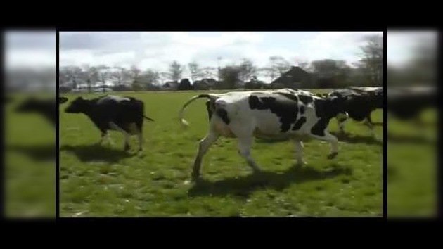 Holanda: Las vacas también saben divertirse
